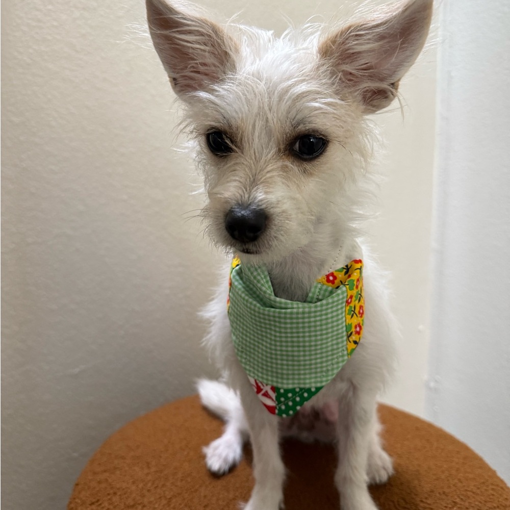 Green and Yellow Dog Bandana